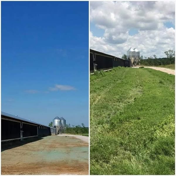 🔥🌱Lawn Hydroseeding & Green Grass Lawn
